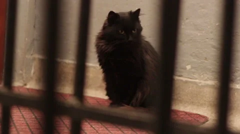 Black cat in the hallway of the building Stock Footage 45283675