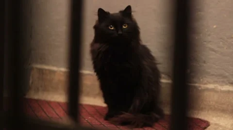 Black cat in the hallway of the building Stock Footage 45283838