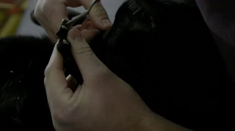 Black cat having her nails trimmed 1 Stock Footage 47491465