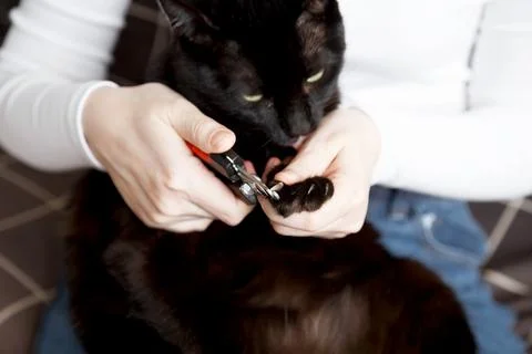 Black cat having its claws trimmed as part of pet grooming routine Stock-Fotos
