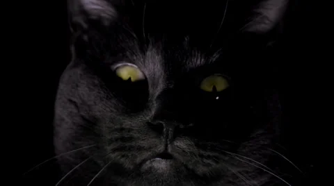 Black Cat Head - Close - Loop Stock Footage 34692015