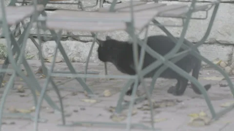 Black Cat Hiding Between Chairs Stock Footage 36052824