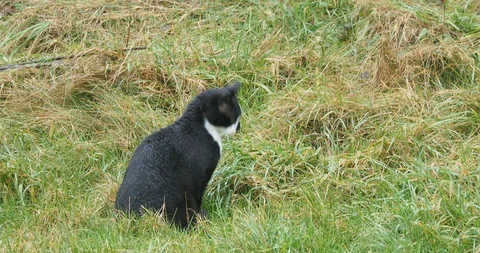 Black cat on the hunt Stock Footage 123792677