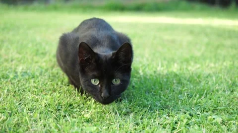 Black cat hunting camera Stock Footage 41681124