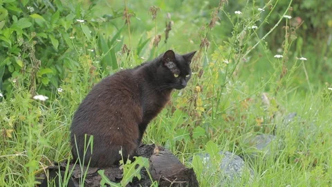 Black cat hunting Stock Footage 91581708
