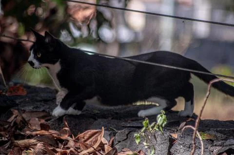 The black cat hunting Stock Photos