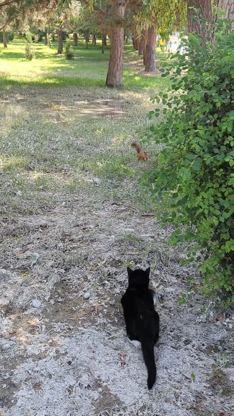 A black cat is hunting a red squirrel in the park Video stock 295512766