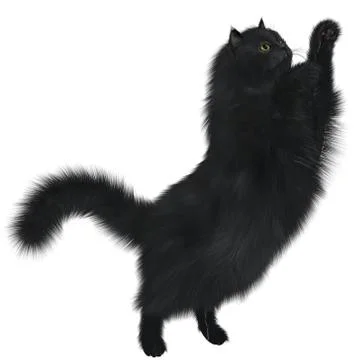 Black cat Stock Illustration