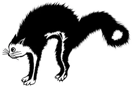 Black CAT Stock Illustration