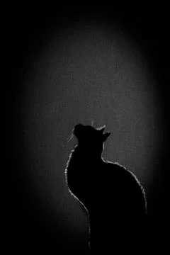 Black cat Stock Illustration