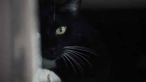 Black cat inside a box. Stock Footage 137676695