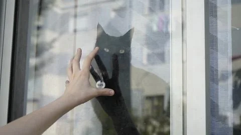 Black cat inside window 库存照片