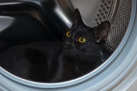Black cat is interesting in washing machine. Stock Photos