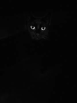 Black cat isolated on black background Foto stock