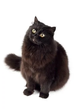 Black cat isolated Stock Photos