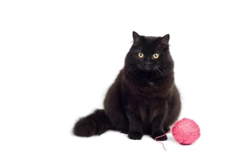 Black cat isolated Stock Photos