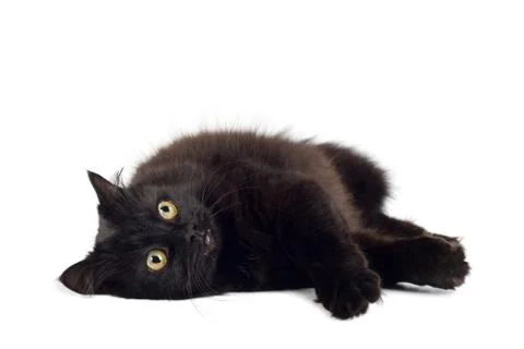 Black cat isolated Stock Photos