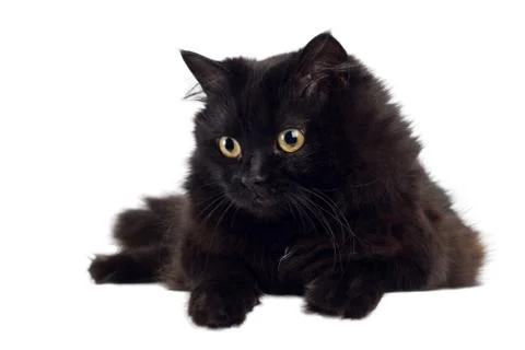 Black cat isolated Stock Photos