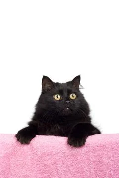 Black cat isolated Stock Photos