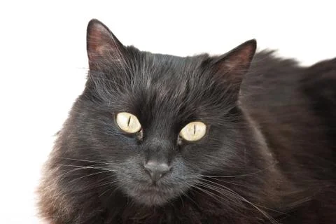 Black cat isolated Stock Photos