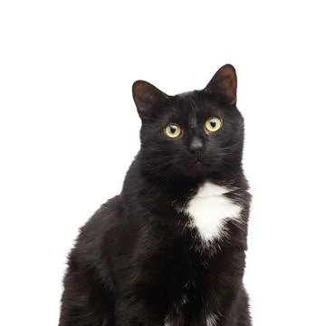 Black cat isolated Stock Photos