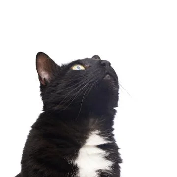 Black cat isolated Stock Photos