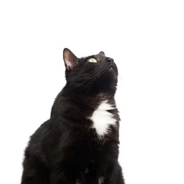 Black cat isolated Stock Photos