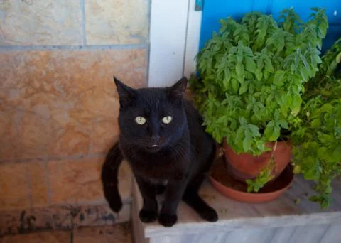 Black Cat. Isolated Stock Photos