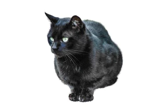Black cat isolated on white background. Black cat portrait Photos