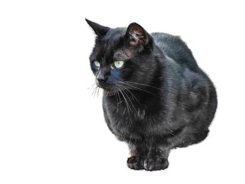 Black cat isolated on white background. Black cat portrait Фото