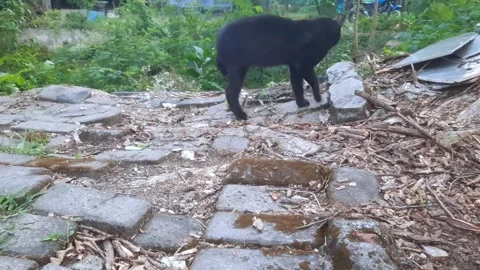 Black Cat Journey Video stock 333985337