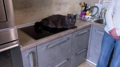 The black cat jumped onto the kitchen hob and lay down on it. Vídeos de archivo 241828149