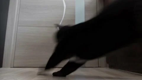 A black cat is jumping in an attempt to catch a yellow rope. 動画素材 130542201