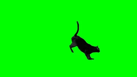 Black cat jumping Stock Footage 98409229