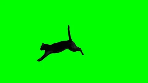 Black cat jumping Stock Footage 98409297