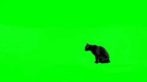 Black cat jumping Stock Footage 98409465