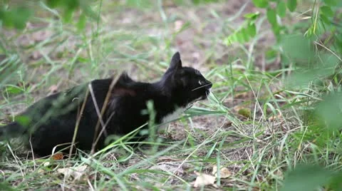 Black cat jumping in the grass, slow motion Stock Footage 10573552