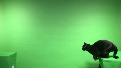 Black cat jumping on a green screen Stock Footage 97889025