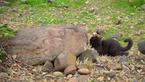 Black cat jumping on stone Stock Footage 91225473