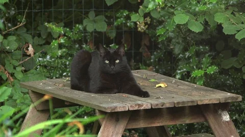 Black cat jumps off table in slow motion Stock Footage 91375862