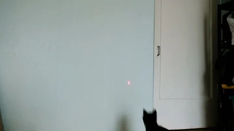 Black cat jumps on the wall behind the laser pointer - funny pet jumps high slow Stock Footage 107884243