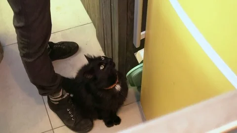 Black cat in kitchen Video stock 108283557