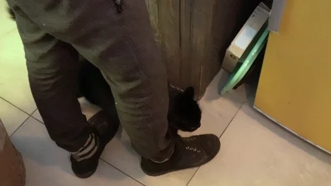 Black cat in kitchen Stock Footage 108283987