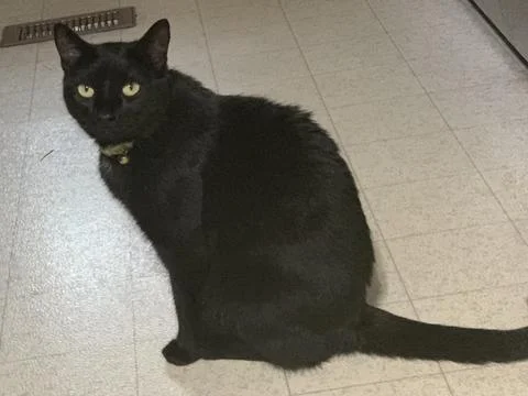 Black cat in the kitchen Foto stock