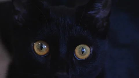 Black cat kitten looking at the camera. Funny black cat. Naughty pets and n.. Stock Footage 253499410