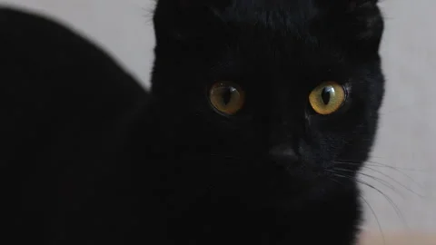 Black cat kitten looking at the camera. Funny black cat. Naughty pets and n.. Stock Footage 253500285