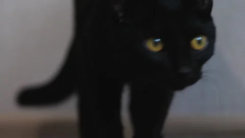 Black cat kitten looking at the camera. Funny black cat. Naughty pets and n.. Stock Footage 253500327