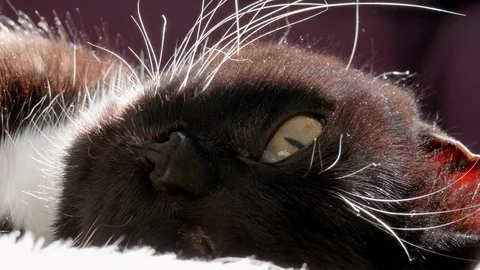 Black Cat Kitty Background, Sun Light Background, Domestic Pet Animal Stock Footage 91901062