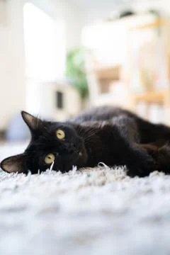 Black cat laying on a carpet looking at the ceiling Stock Photos