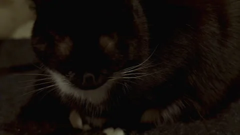 Black cat laying in dark Vídeo Stock 256989150